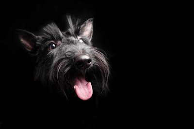 Scottish Terrier Dog With Tongue Sticking Out