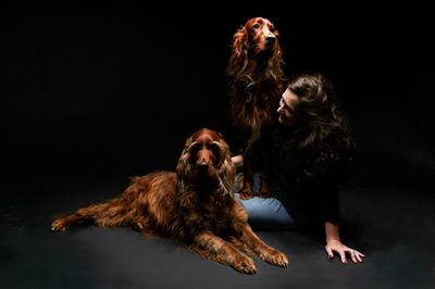 Elegant Portrait of Two Irish Setters