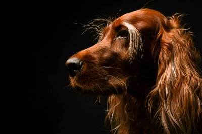 Majestic Profile of an Irish Setter