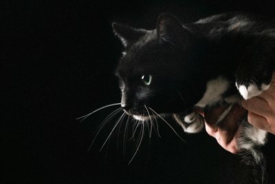 Striking Portrait of a Black-and-White Cat