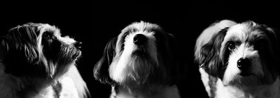 Black-and-White Triple Dog Portrait