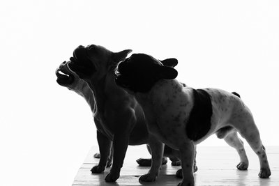 Silhouette of Three French Bulldogs