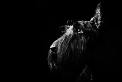 Artistic Black-and-White Portrait of a Scottish Terrier