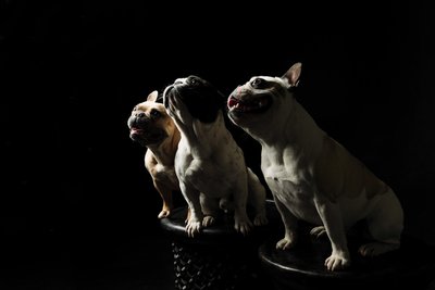 Dramatic Portrait of Three French Bulldogs