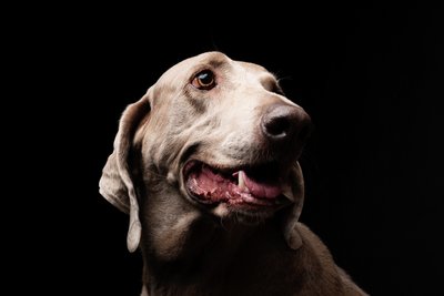 Elegant Portrait of a Weimaraner