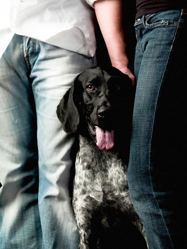 Large Black White Dog