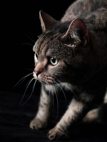 Short Haired Cat Portrait Johannesburg Pet Photographer