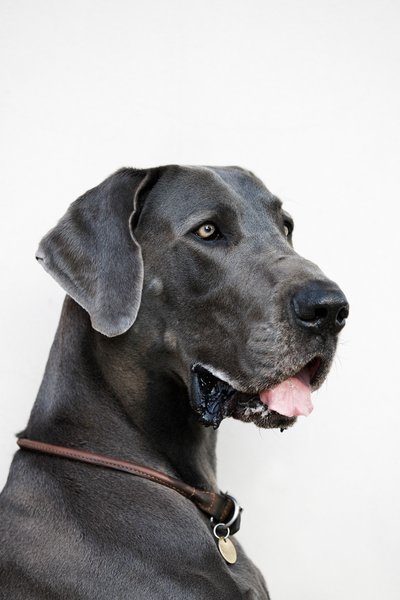 Great Dane Portrait