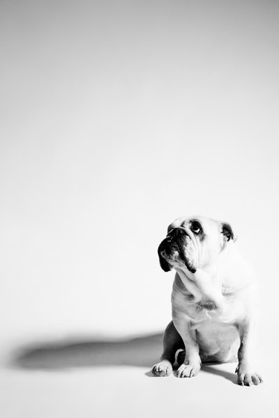 Old Bulldog Against White Background