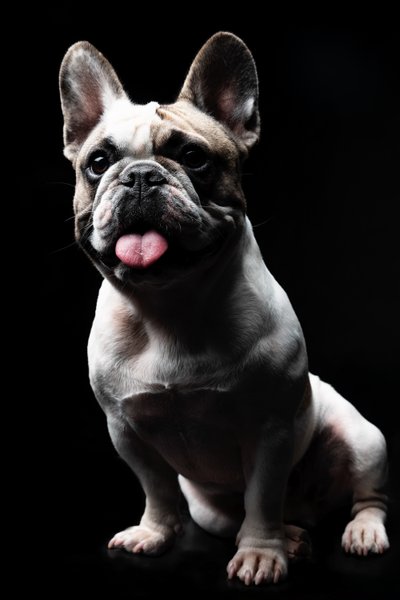 Pied French Bulldog Looking Ahead