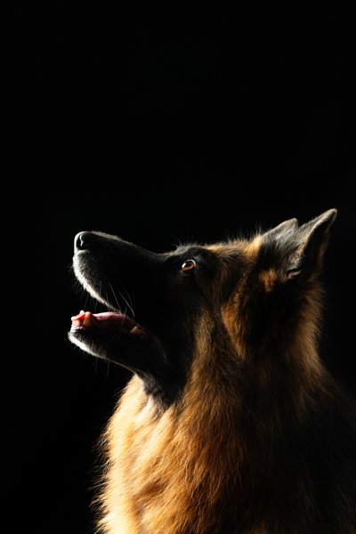 German Shepard Profile Against Black Background