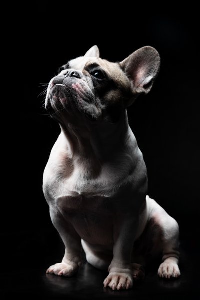 Pied French Bulldog Seated