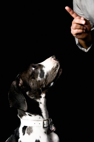 Obedient Dog Portrait by Johannesburg Dog Photographer