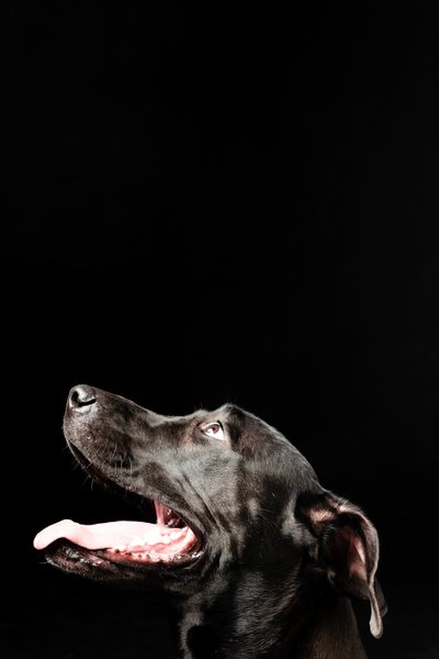 Striking Profile of a Black Dog