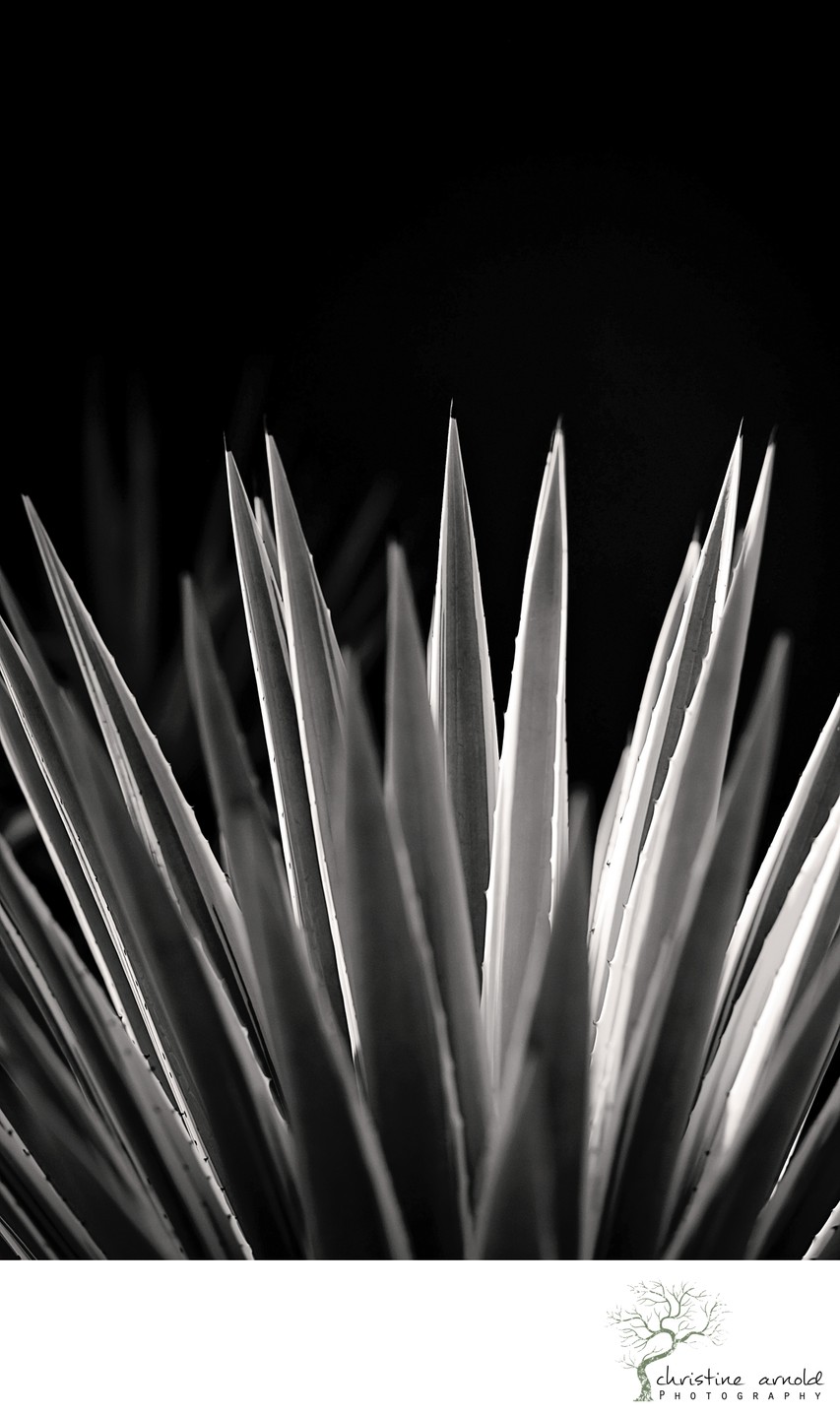 Black and white fine art photography, nature photos