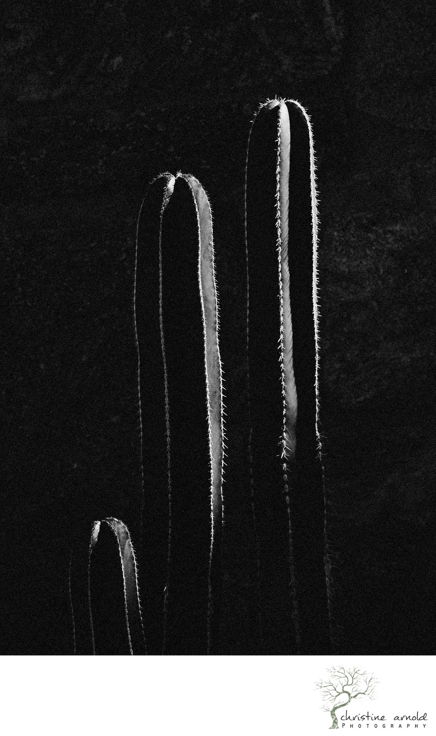 Digital fine art black and white photography