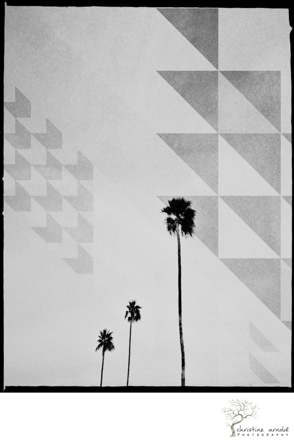 Palm Springs artistic palm trees photograph