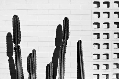 Mid-Century modern cactus photograph, Palm Springs