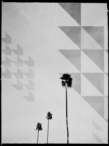 Palm Springs artistic palm trees photograph
