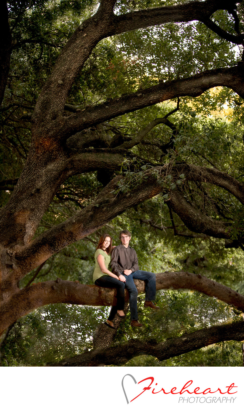 Live oaks in Houston