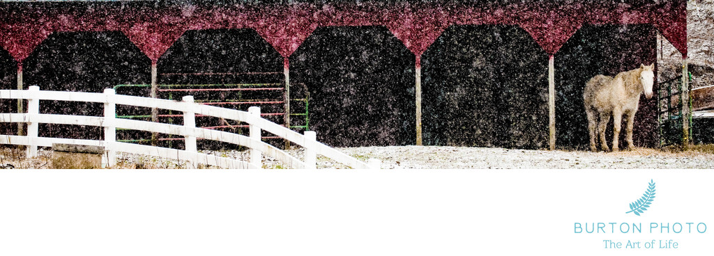 Boone Scenic Photographer Horse and Barn in Snow