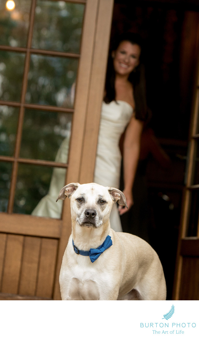 Wedding Pictures in Highlands Bride with her Dog