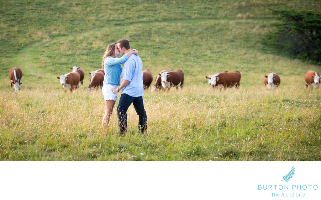 Doughton Park Engagement Session With Cows Watching