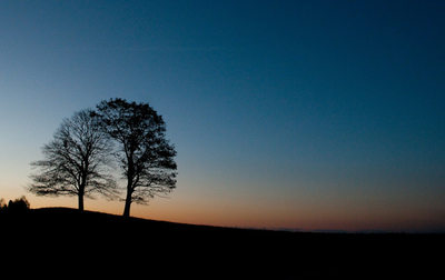 Blue Ridge Parkway Scenic Photographer Two Trees