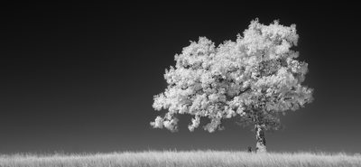 Blue Ridge Parkway Scenic Photographer Infrared Tree