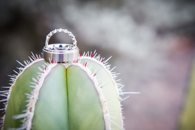 Wedding Rings on Cactus Scottsdale Wedding Photographer