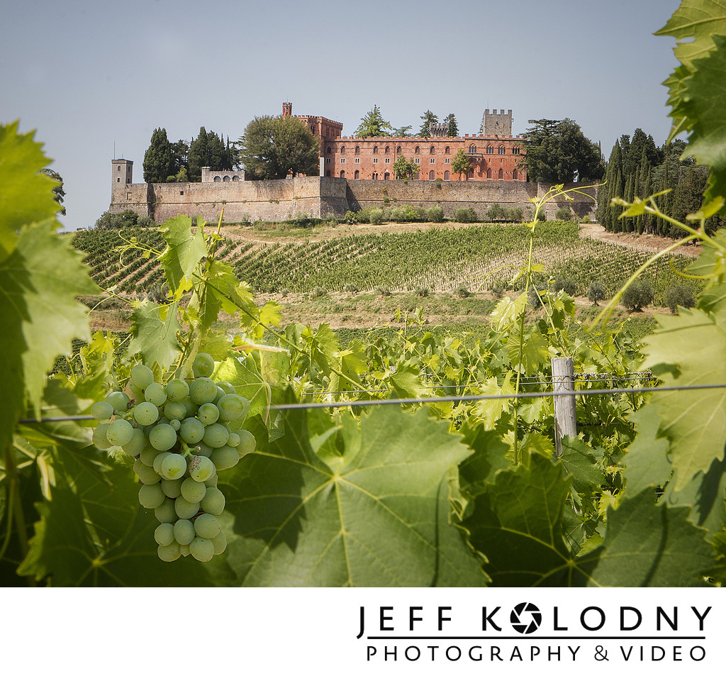 Vineyard in Siena