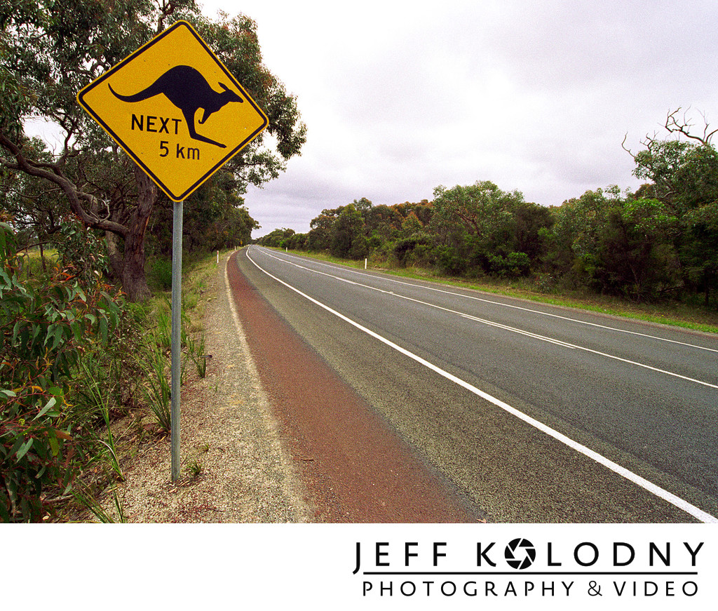 Kangaroo crossing Australia