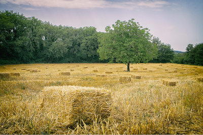 Farm Field in Tuscany