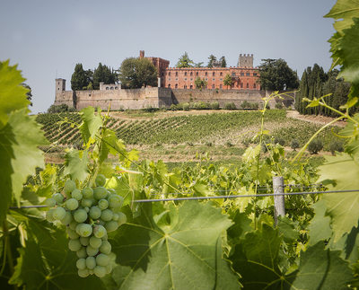 Vineyard in Siena