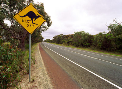 Kangaroo crossing Australia