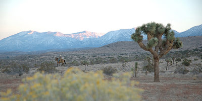 Joshua Tree National Park, California