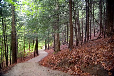 “Twisting Vermont Forest Path Fine Art Print”