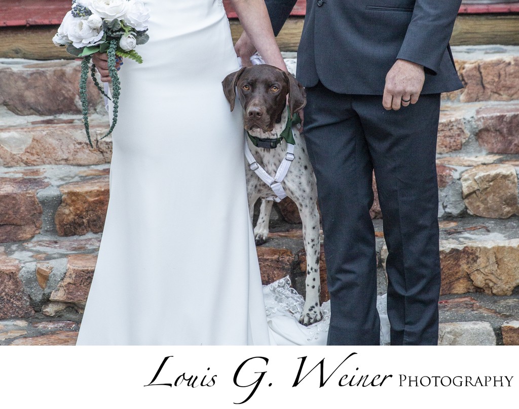 Dog at wedding, Gold Mountain Manor, Big Bear Lake, CA