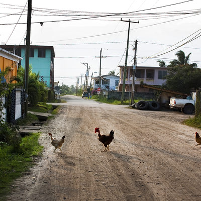 Chickens crossing the road, Belize Travel Photography