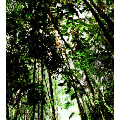 Tropical Forest inBelize. Travel Photography