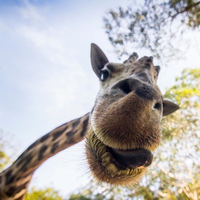Zoo Giraffe up close and personal Puerto Vallarta, Mexico