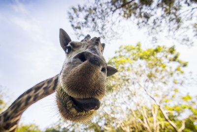 Zoo Giraffe up close and personal Puerto Vallarta, Mexico