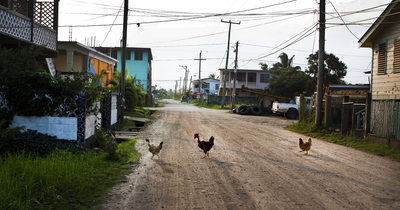 Why did the chickens cross the road, Dangriga Belize