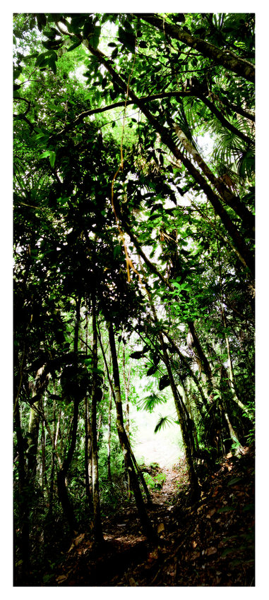Tropical Forest inBelize. Travel Photography