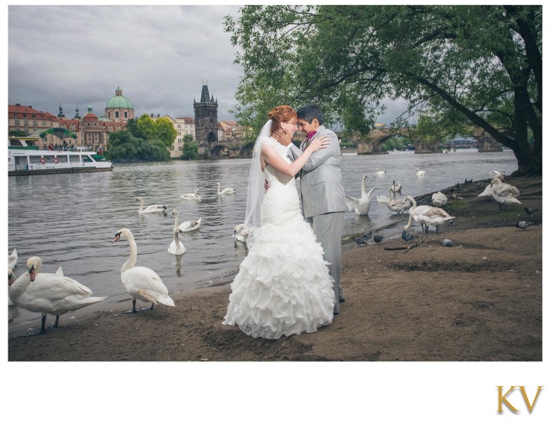 embracing near the swans