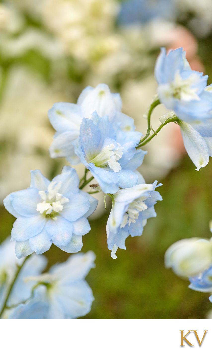 blue flowers