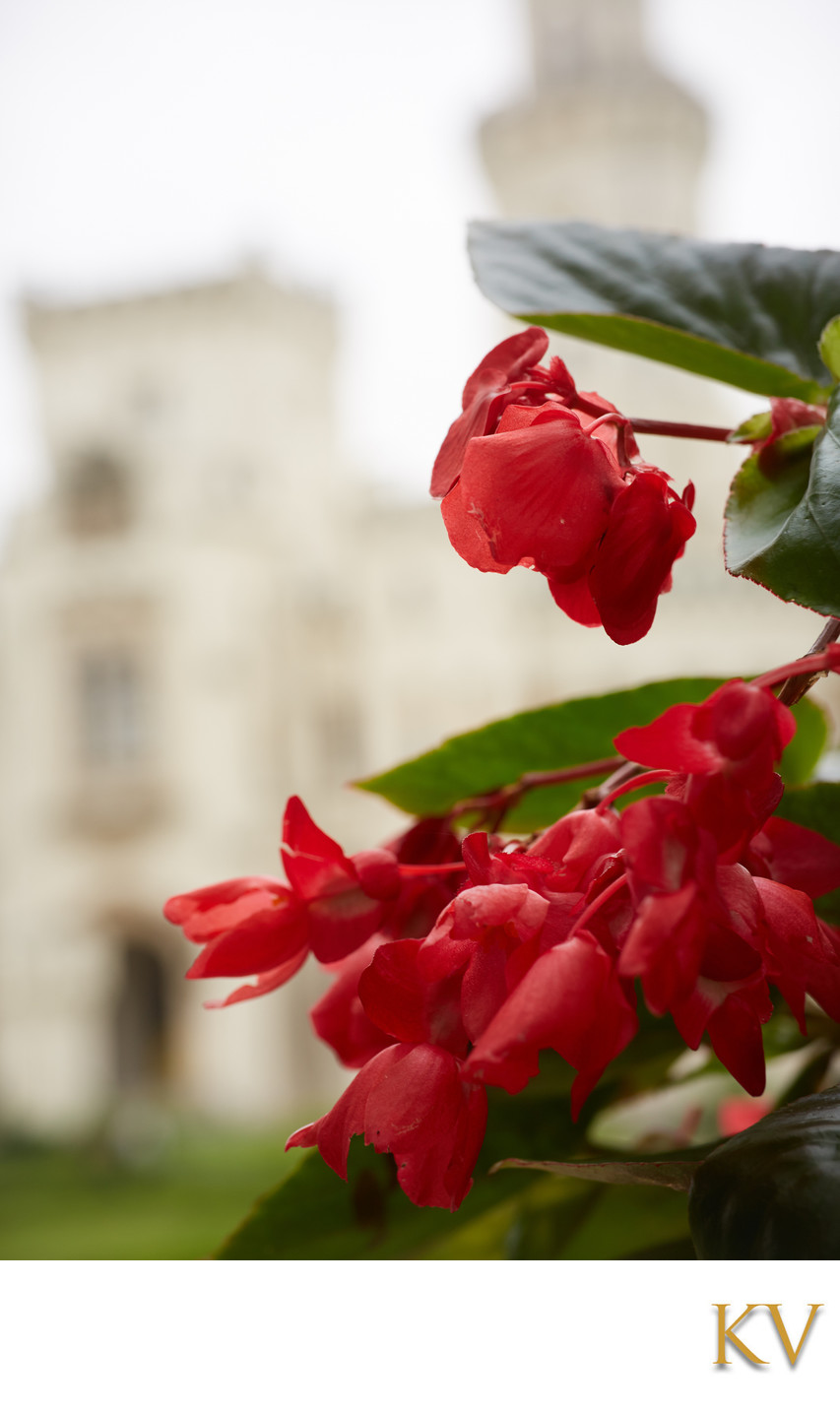 red flowers