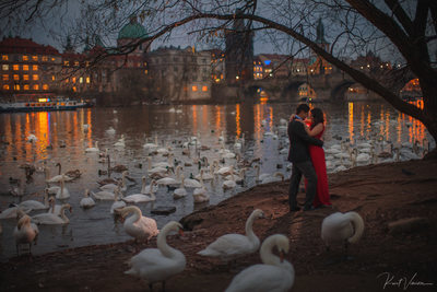 lovers and the swans at night near the riverside