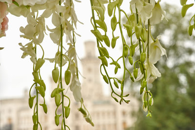 hanging flowers