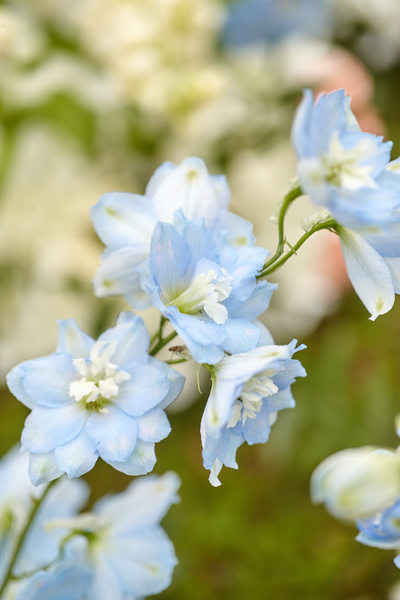 blue flowers